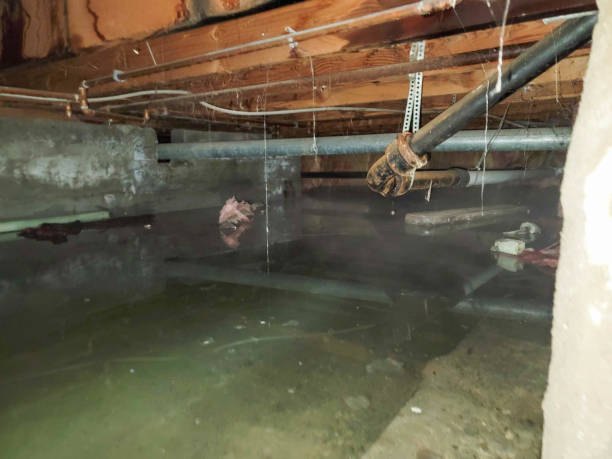 Best Professional water damage repair  in Four Bridges, OH